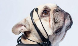 娱乐吃瓜酱狗关窗,吃瓜群众热议“狗关窗”事件